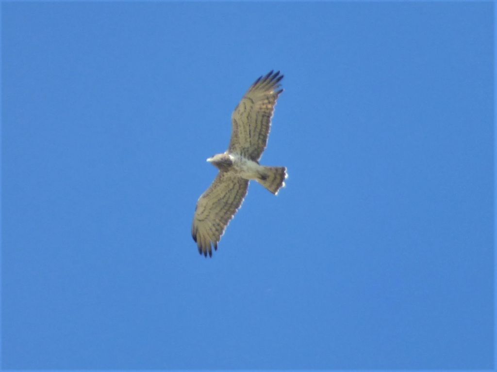 Biancone (Circaetus gallicus)